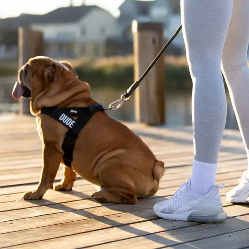 Dog Friendly Co. No-Pull Harness - Easy Fit, Safe and Comfortable Design - Adjustable Lightweight Straps for All Dog Breeds