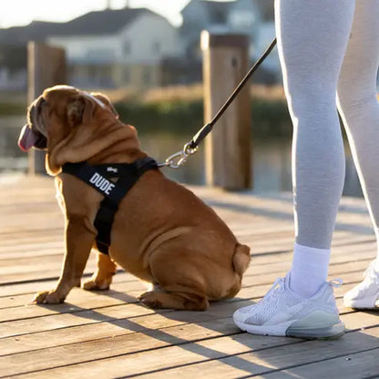 Dog Friendly Co. No-Pull Harness - Easy Fit, Safe and Comfortable Design - Adjustable Lightweight Straps for All Dog Breeds